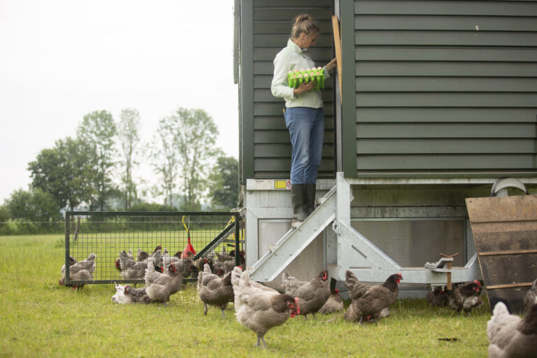 Sanne haalt de eitjes uit de mobiele kippenkar, de kippen scharrelen rond.